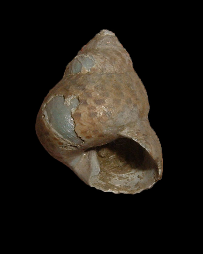 Osilinus turbinatus